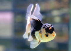 Oranda Lionhead Goldfish | Goldfish for Sale | Goldfish | Coldwater Goldfish | Buy Goldfish Online | Coburg Aquarium | Aquarium Fish for Sale | Buy Goldfish in Australia | coburgaquarium.com.au