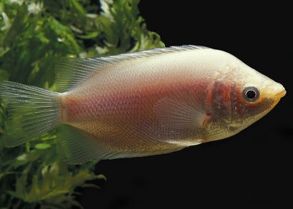 Coburg Aquarium | Pink Kissing Gourami | Shop freshwater aquarium fish online