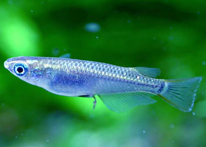 Platinum Medaka is also known as Japanese Ricefish, It is a hardy freshwater fish and can be housed either in pond or in Aquarium | Buy Live Fish Online | Aquarium Fish Store in Australia