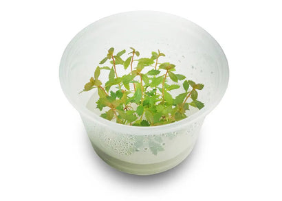 Proserpinaca Palustris (Cuba) Tissue Culture