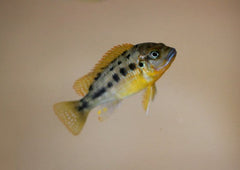 Pseudotropheus Williamsi Blue Lip | African Cichlid | Freshwater FIsh for sale | Buy aquarium Fish | LIve fish | Tropcial fish online| Coburg Aquarium| Dwarf Cichlid