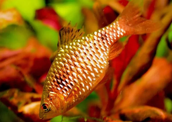 Black Ruby super Barb Pethia