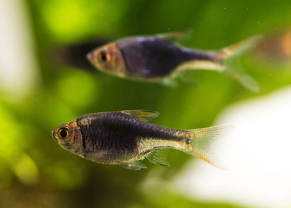 Coburg Aquarium | Purple Harlequin Rasbora | Shop live aquarium fish online