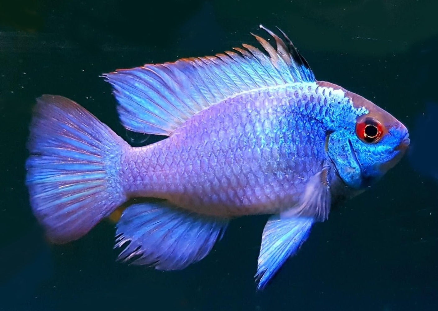 Electric Blue Ram | Live fish online | coburgauqarium.com.au｜Aquarium Shop | Aquarium FIsh for sale | Tropicah fish store | Freshwater Fish | Coburg Aquarium