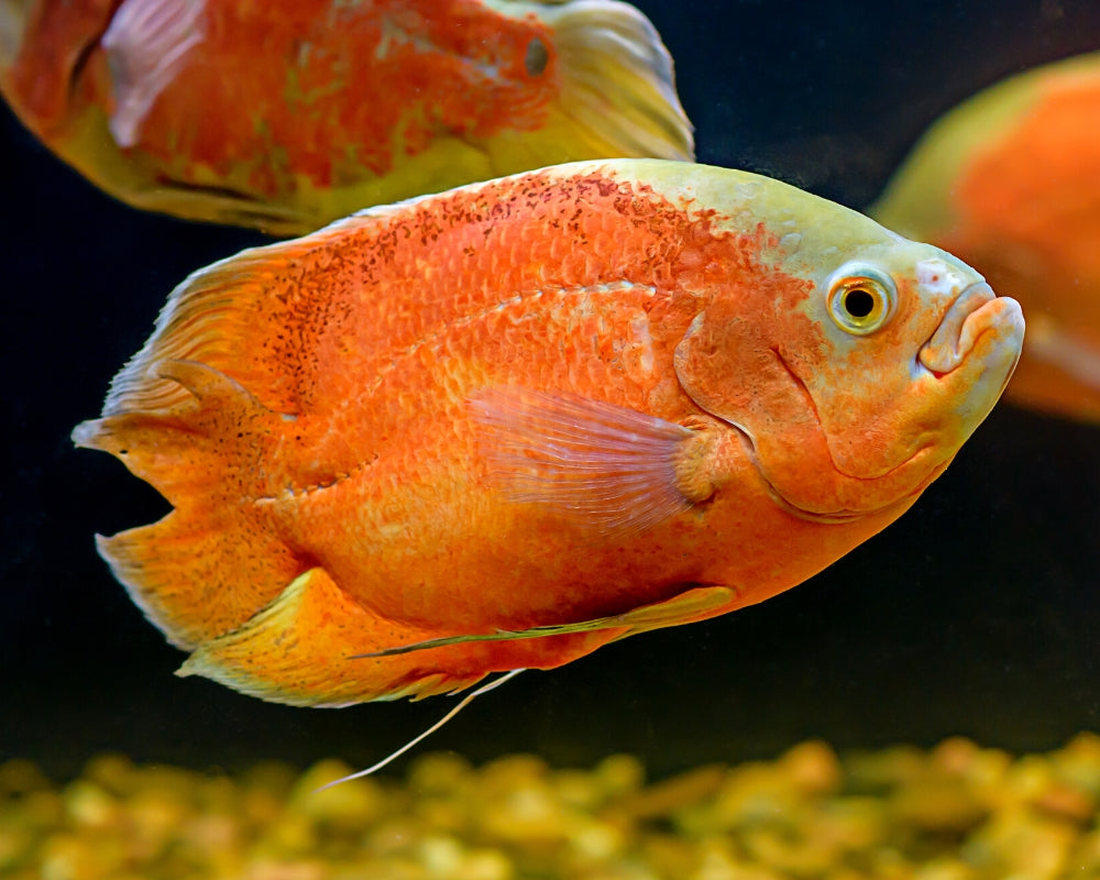 Albino Oscar Red | Live fish online | coburgauqarium.com.au｜Aquarium FIsh for sale | Tropicah fish store | Freshwater Fish | Coburg Aquarium