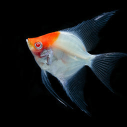 Red Cap Albino Angelfish Live fish online | coburgauqarium.com.au｜Aquarium FIsh for sale | Tropicah fish store | Freshwater Fish | Coburg Aquarium