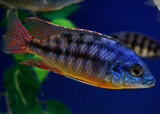 Red Empress Trio (1 male + 2 female)