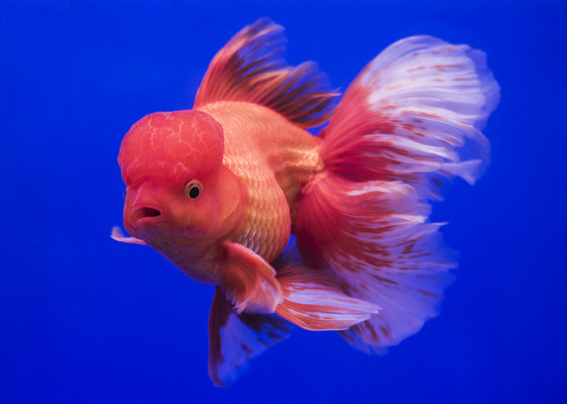 Fancy goldfish for sales sale near me