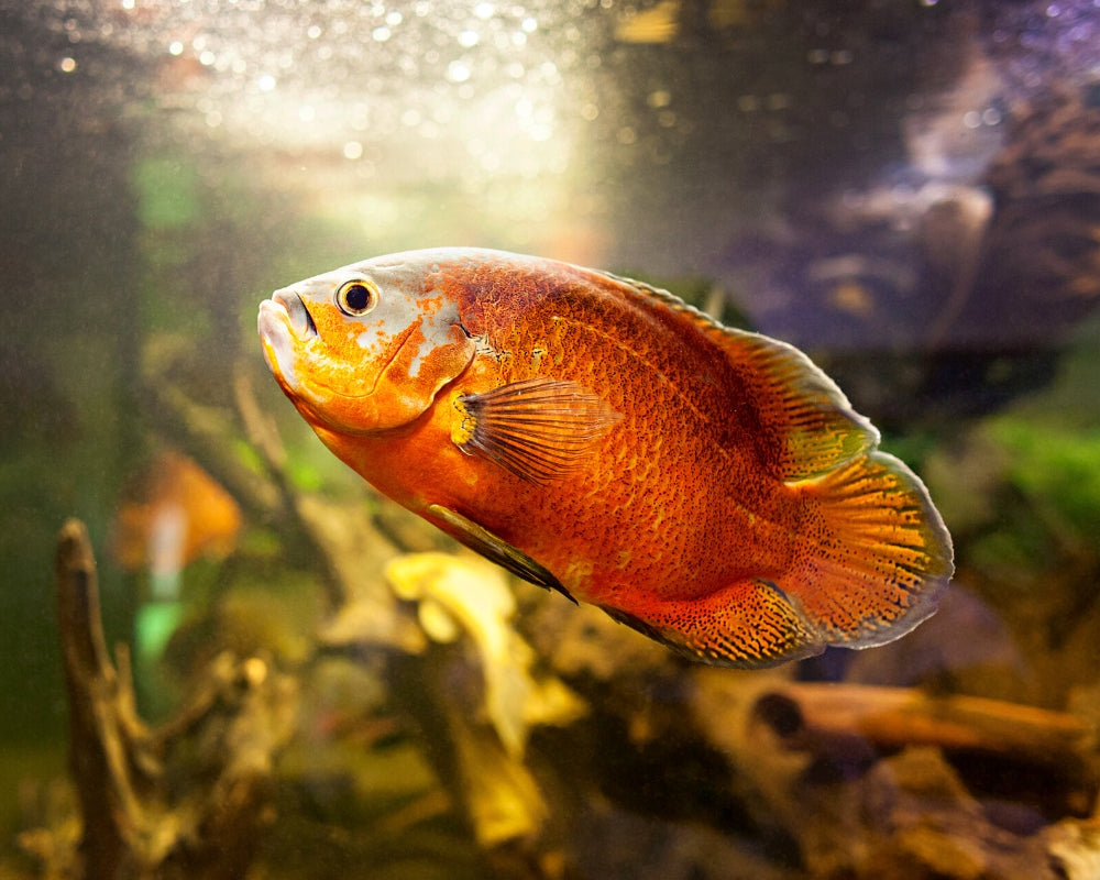 Oscar Red | Live fish online | coburgauqarium.com.au｜Aquarium FIsh for sale | Tropicah fish store | Freshwater Fish | Coburg Aquarium