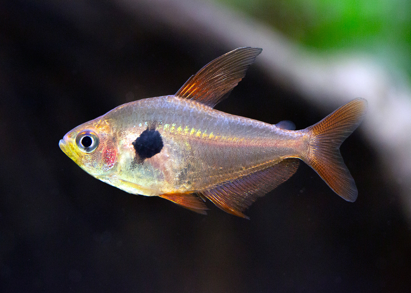 Phantom Tetra Red Buy Freshwater Aquarium Fish Coburg Aquarium