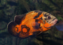 Red Tiger Oscar fish Coburg Aquarium