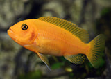 Zebra Cichlid - Red - Pulu Point