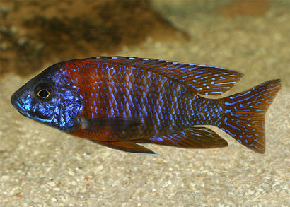 Peacock Cichlid - Red