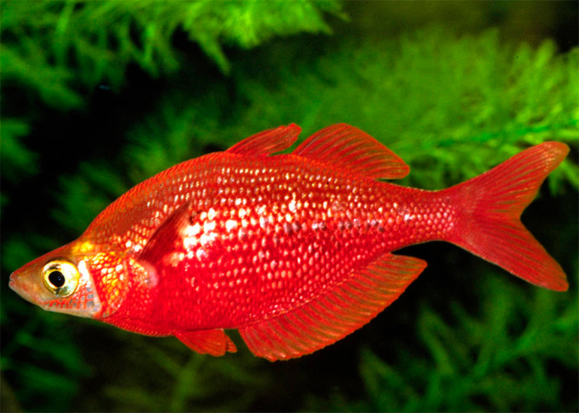 Red Rainbowfish with short fins and hard looking scales