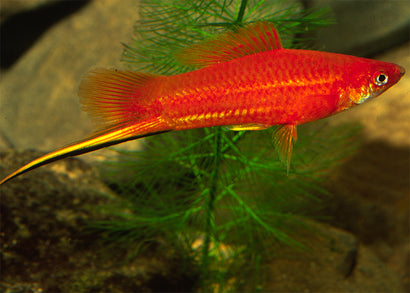 Swordtail Red