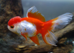 Oranda Lionhead Goldfish | Goldfish for Sale | Goldfish | Coldwater Goldfish | Buy Goldfish Online | Coburg Aquarium | Aquarium Fish for Sale | Buy Goldfish in Australia | coburgaquarium.com.au