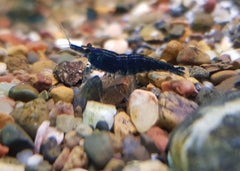 Coburg Aquarium | Blue Cherry Shrimp | Shop freshwater shrimp online
