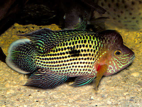 Green Terror | Rivulatus White Fin Cichlid | Live fish online | coburgauqarium.com.au｜Aquarium FIsh for sale | Tropicah fish store | African Cichlid | Freshwater Fish | Coburg Aquarium