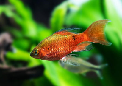 Rosy Barb Longfin