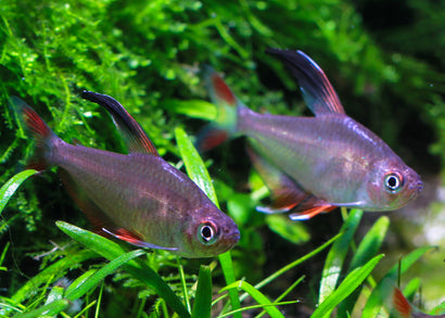 Coburg Aquarium | Rosy Tetra | Shop live aquarium fish online