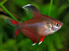 Coburg Aquarium | Rosy Tetra | Shop live aquarium fish online