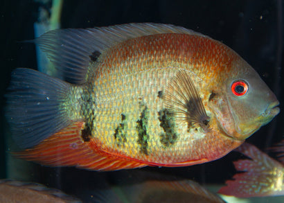 Severum - Rotkeil, red eyed slightly larger than normal gold and red body with slightly transparent fins. 