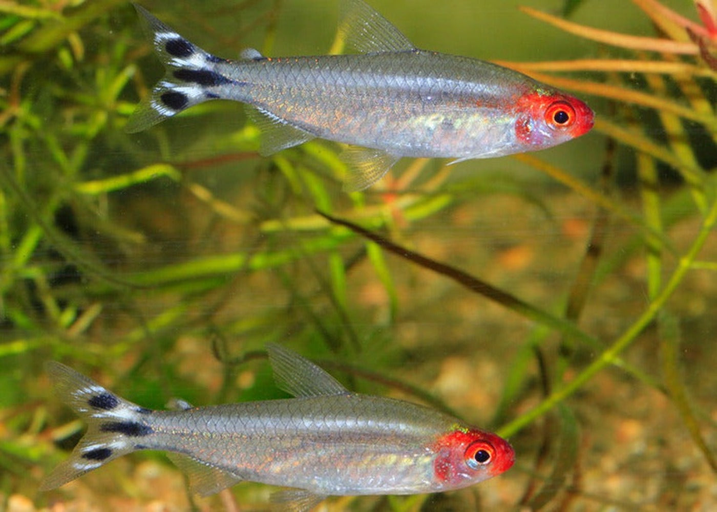 Rummynose Tetra - small light transparent fish with red face and eyes with black spotted tail
