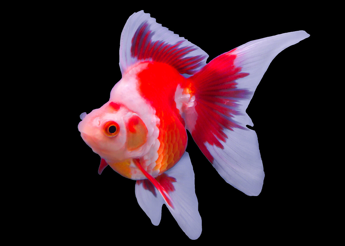 Ryukin Goldfish