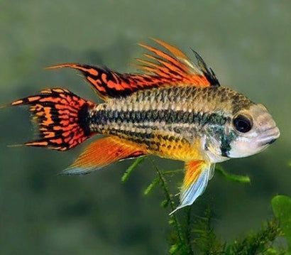 Apistogramma Cacatuoides Super Red, red fins with black stripes, worrier or viking looking fish