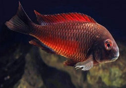 Tropheus Moliro -T.Sp.Red