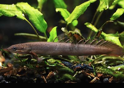 Senegal Bichir - Polypterus Senegalus