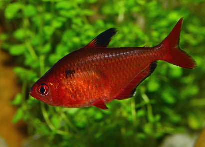 Serpae Tetra