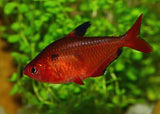 Serpae Tetra Special (6 for $25)