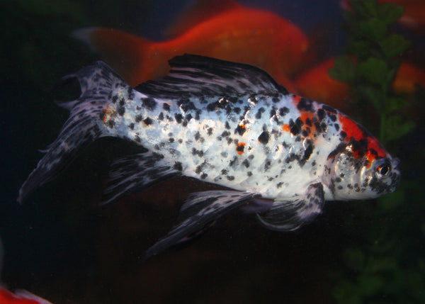 Coburg Aquarium|Shop Fish Online|Shubunkin Special (4 for $12)