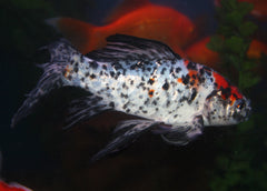 Shubunkin | Japanese version of the Live Goldfish | coburgaquarium.com.au | Live Fish in Australia | Freshwater | Cold Water Fish | Plants | Aquaponics | Coburg Aquarium