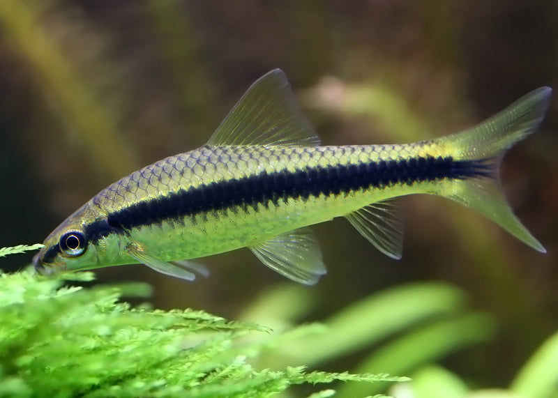 Coburg Aquarium Siamese Algae Eater Shark - Main Image