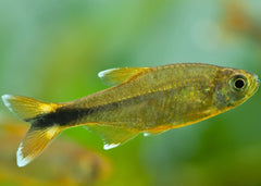 Silver Tip Tetra | Coburg Aquarium | Live Fish Online | Topical Aquarium Fish