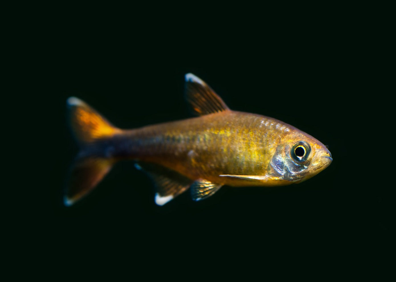 Silver Tip Tetra