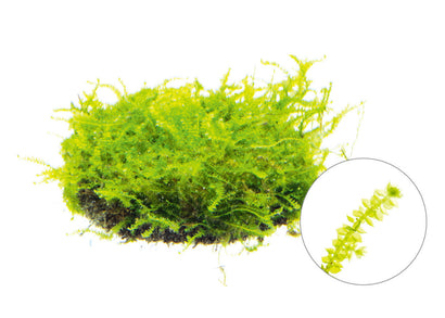 Spiky Moss Taxiphyllum live aquarium moss with fine needle-like fronds