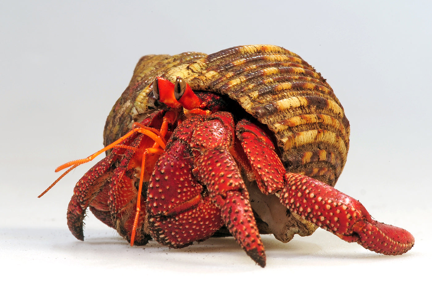 Strawberry Hermit Crab Large Coburg Aquarium