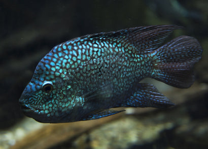 Super Green Texas Cichlid | | Live fish online | coburgauqarium.com.au｜Aquarium FIsh for sale | Tropicah fish store | African Cichlid | Freshwater Fish | Coburg Aquarium