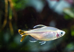 Yellow Tail Congo Tetra