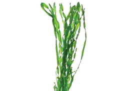 Thin Vallisneria