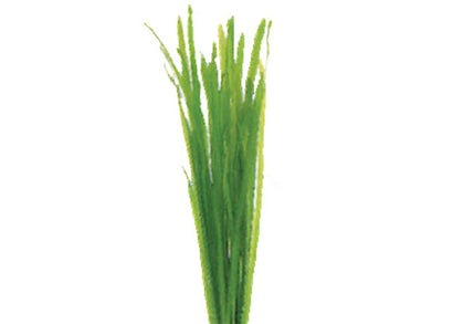 Thin Vallisneria live aquarium plant with long narrow grass-like leaves