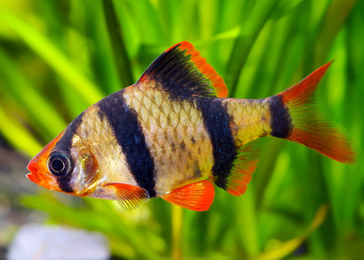Tiger Barb Special (3 for $10)