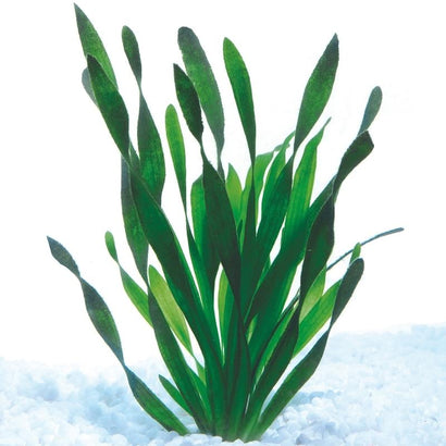 Live Fish Tank & Aquarium Plants - Coburg Aquarium