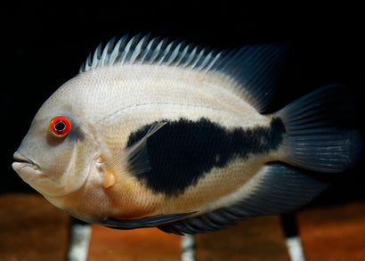 Uaru Cichlid | | tropical cichlid | Freshwater FIsh for sale | Buy aquarium Fish | LIve fish | Tropcial fish online| Coburg Aquarium
