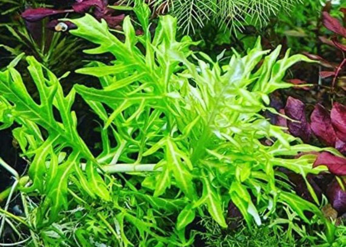Variegated Hygrophila difformis aquarium plant with bright green leaves and white veins