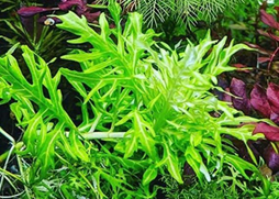Variegated Hygrophila difformis aquarium plant with bright green leaves and white veins