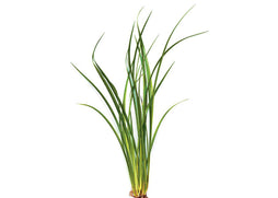Variegated Lime Rush Acorus gramineus marginal plant with slender grass-like leaves